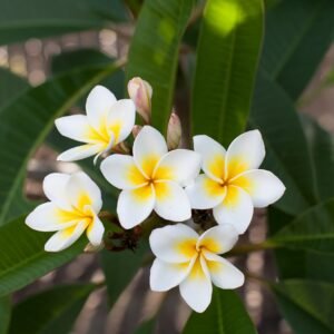flowers, nature, flower wallpaper, frangipani, plumeria rubra, flower background, beautiful flowers, fragrant white or pink flowers