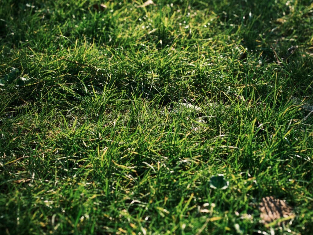 Close-up of a lush green grass field under bright daylight, perfect for nature themes.