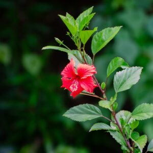 Close-up of a red hibiscus flower among vibrant green leaves, showcasing natural beauty.