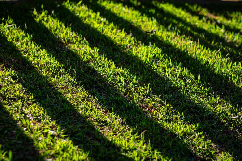 Vibrant green grass in Bom Jesus dos Perdões, casting dynamic shadows under the sunlight.