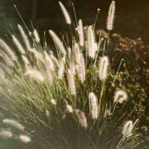 A dreamy shot of backlit fountain grass glistening in the sunlight, capturing the essence of fall.