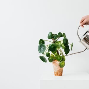 A hand waters a Chinese Money Plant in a clay pot with a metal watering can on a white background.