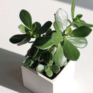A vibrant jade plant in a white pot basking in natural sunlight, showcasing healthy green leaves.