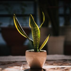 A vibrant snake plant in a ceramic pot basking in natural sunlight indoors.