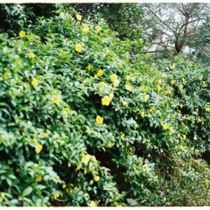 Vibrant green foliage with yellow Allamanda flowers in a lush outdoor setting.